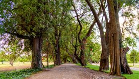 Los Remedios Malbec 512