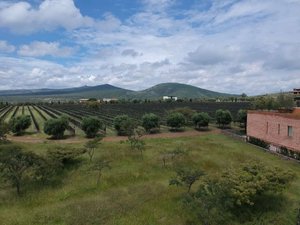 Terreno Bonanza Viñedo San Miguel