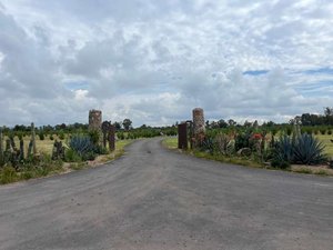 Haigui