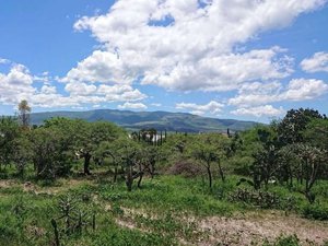 Lote Ponce