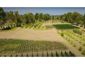 Lote Viñedo San Lucas
