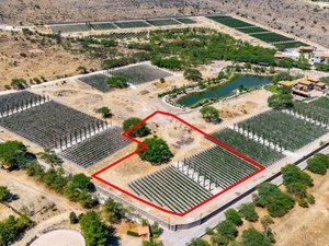 Viñedos Patria Finca 8