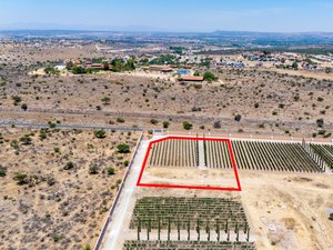 Viñedos Patria Finca 10