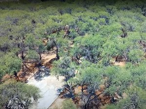 Terreno El Mezquital