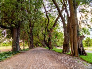 Los Remedios Tempranillo 414