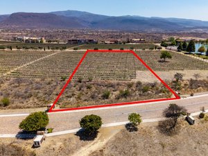 Lote Viñedo San Miguel