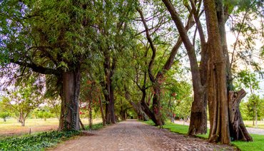 Los Remedios Malbec 512