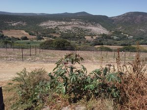 Viñedos San Miguel!!!!  A perfect place to live, relax and enjoy your live.