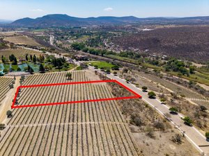 Lote Viñedo San Miguel