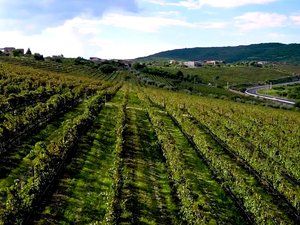 LOTE MERLOT