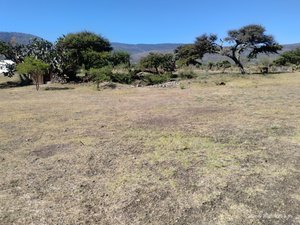 LOTE LA PURISIMA