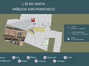 L16 VIÑEDO SAN FRANCISCO