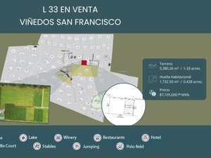 L33 VIÑEDOS SAN FRANCISCO