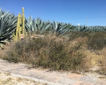 Lote en la Lagunita – San Miguel de Allende real estate photo 2