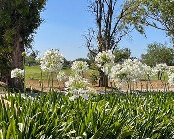 Lot Martha – San Miguel de Allende real estate photo 1