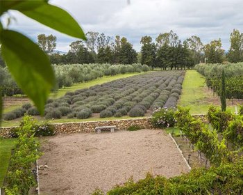 Lote Santisima Trinidad – San Miguel de Allende real estate photo 4