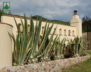 Casa Las Pérgolas – San Miguel de Allende real estate photo 2