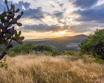 Merlot 18 – San Miguel de Allende real estate photo 3