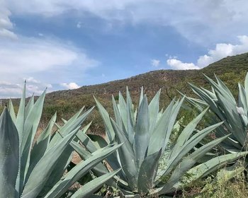 Lote Cañada de Leones – San Miguel de Allende real estate photo 3