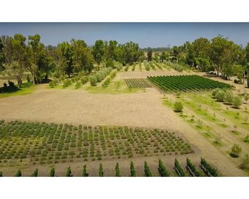 Lote Viñedo San Lucas – San Miguel de Allende real estate photo 3