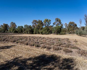 Viñedo San Lucas Lot Next Tochapel – San Miguel de Allende real estate photo 3