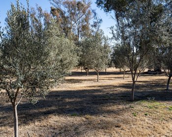 Viñedo San Lucas Lot Next Tochapel – San Miguel de Allende real estate photo 4