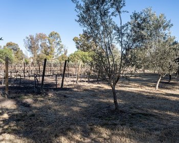Viñedo San Lucas Lot Next Tochapel – San Miguel de Allende real estate photo 1
