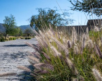 Lot Roble La Providencia – San Miguel de Allende real estate photo 2