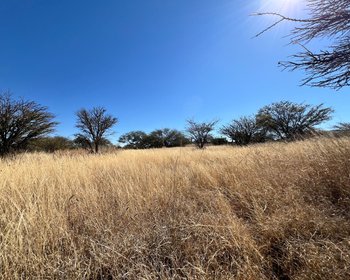 2.5 Hectares of premium Housing land – San Miguel de Allende real estate photo 3