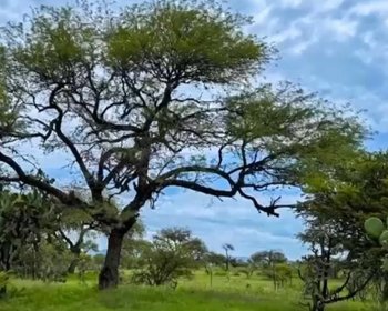 2.5 Hectares of premium Housing land – San Miguel de Allende real estate photo 4