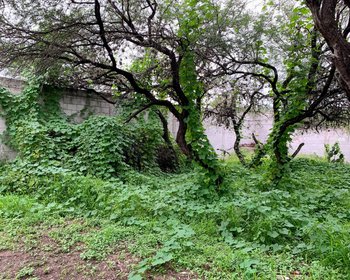 Lote Cieneguita Baños – San Miguel de Allende real estate photo 2