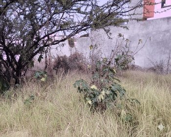 Homesite MAYORAZGO #6 – San Miguel de Allende real estate photo 2