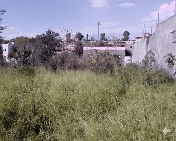 Homesite MAYORAZGO #8 – San Miguel de Allende real estate photo 4