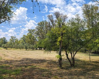 Lote Viñedo San Lucas – San Miguel de Allende real estate photo 2