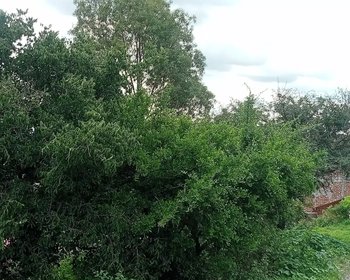 Lote Espiga – San Miguel de Allende real estate photo 1
