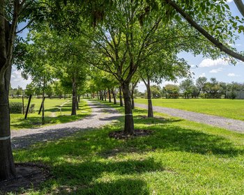 Villa Los Olivos – San Miguel de Allende real estate photo 3
