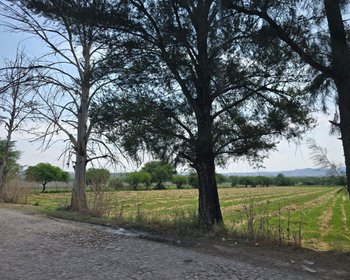 Ranchito Miguel Lot 1 – San Miguel de Allende real estate photo 3
