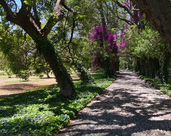 Lote Los Remedios - L1 M2 – San Miguel de Allende real estate photo 4