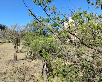 LOTE LA PURISIMA – San Miguel de Allende real estate photo 2