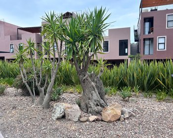 Barrio Santo Dpto 2A – San Miguel de Allende real estate photo 2