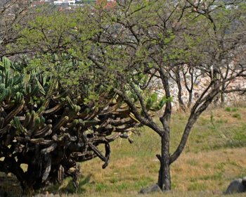AltaVista Lot 14 – 1,511 m² | Large Luxury Homesite Near Centro – San Miguel de Allende real estate photo 3
