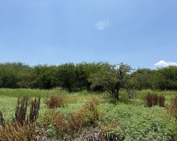 TERRENO 1  CAMPESTRE EN VENTA EN LA PRESA ALLENDE – San Miguel de Allende real estate photo 3