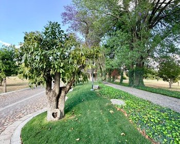 Estate Lot in Los Remedios Vineyard – San Miguel de Allende real estate photo 2