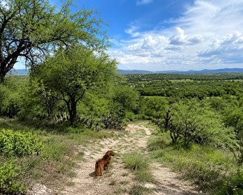 Lote La Giraldilla – San Miguel de Allende real estate photo 1