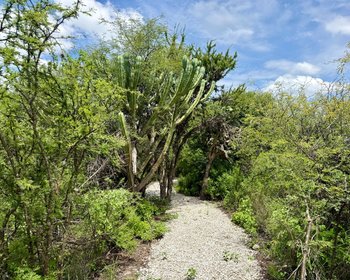 LOTE 4 HERITAGE FRENTE A LA PRESA EN VENTA – San Miguel de Allende real estate photo 3