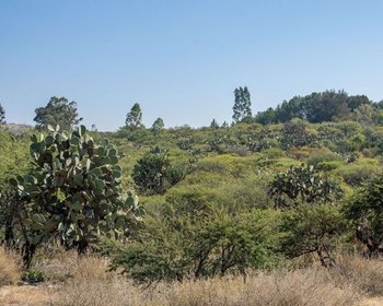 Candelaria Lot – San Miguel de Allende real estate photo 2