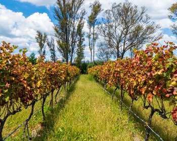 San Francisco Vineyards Lot 1 – San Miguel de Allende real estate photo 2