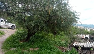 Lote Espiga