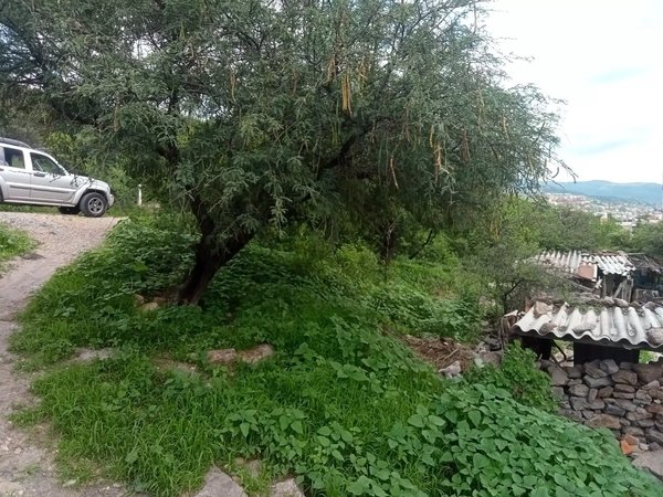Lote Espiga
