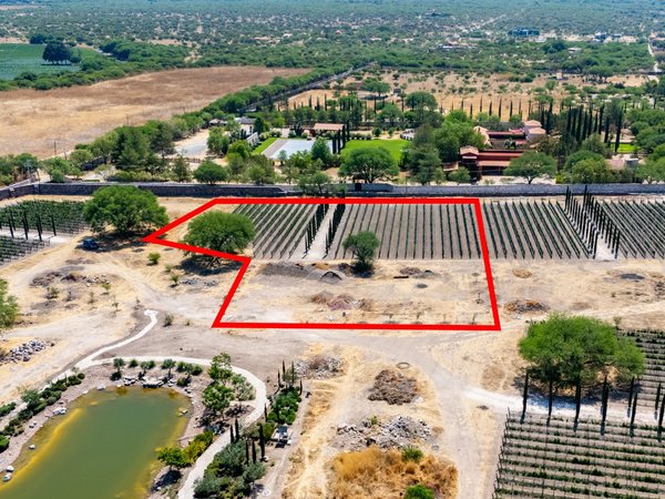 Viñedos Patria Lote 6